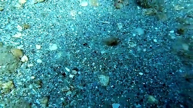 Arriverez-vous à trouver le poisson caché