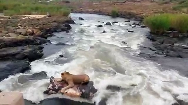 Cette lionne se retrouve piégée dans les rapides d'une rivière