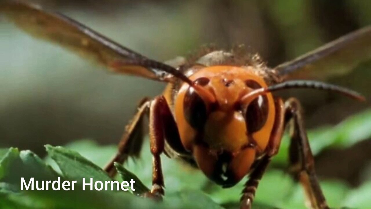 Murder Hornet vs Praying Mantis