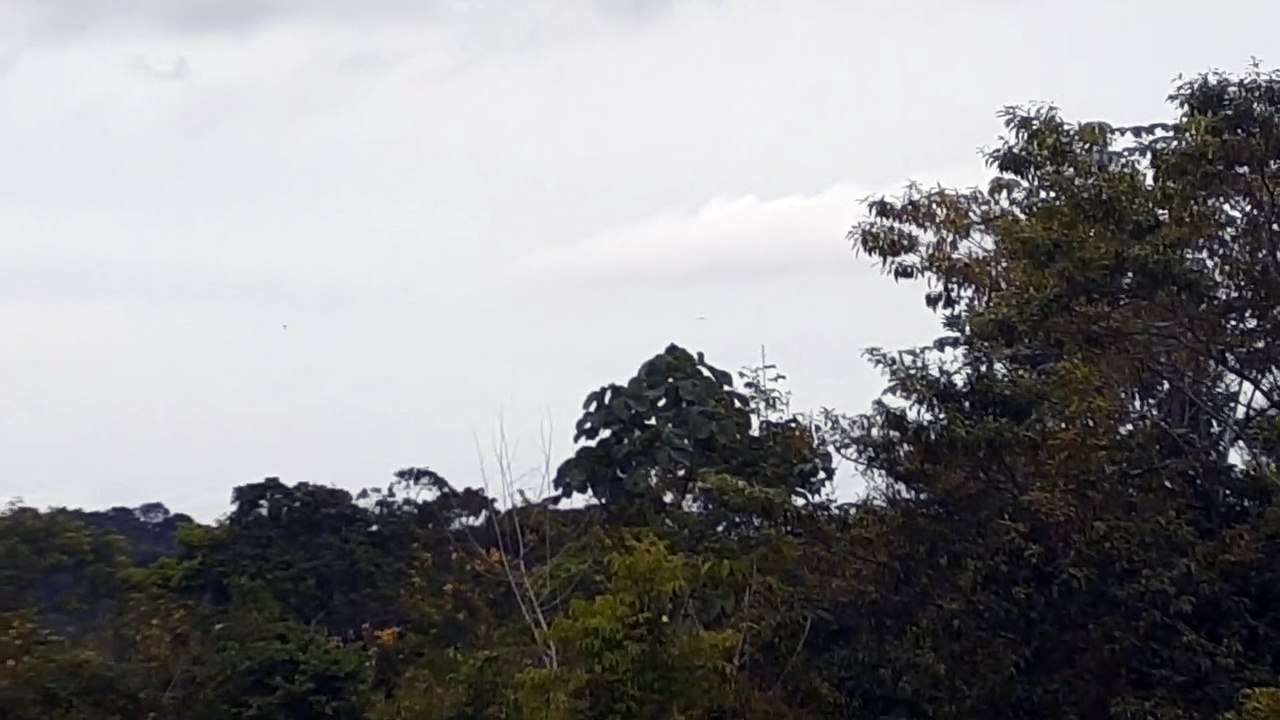 [SBEG Spotting]Airbus A330 PR-AIY na final antes de pousar em Manaus vindo de Campinas(14/06/2020)