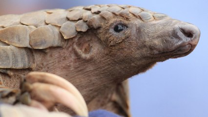 Pangolins Could Be A Missing Link In Coronavirus Chain Of Contagion