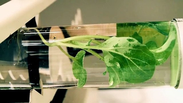 MIT สร้างต้นไม้เรืองแสง แถมยังใช้แทนแสงไฟส่องถนนได้ด้วย