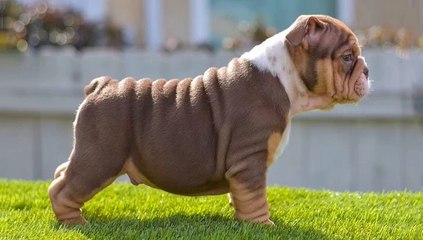 Amazing American Bully and Pitbull - Cute & Funny American Bully Puppies Compilation 2020