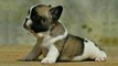 Best Cute French Bulldog Puppies - Funny and Cute French Bulldog Puppies Compilation