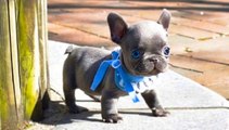 30  Best Funny & Cute French Bulldog Puppies -  Awesome Funny Dogs Life Videos