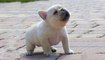 So Cute French Bulldog _ Bulldogs Are Awesome - Funny and Cute French Bulldog Compilation 2020