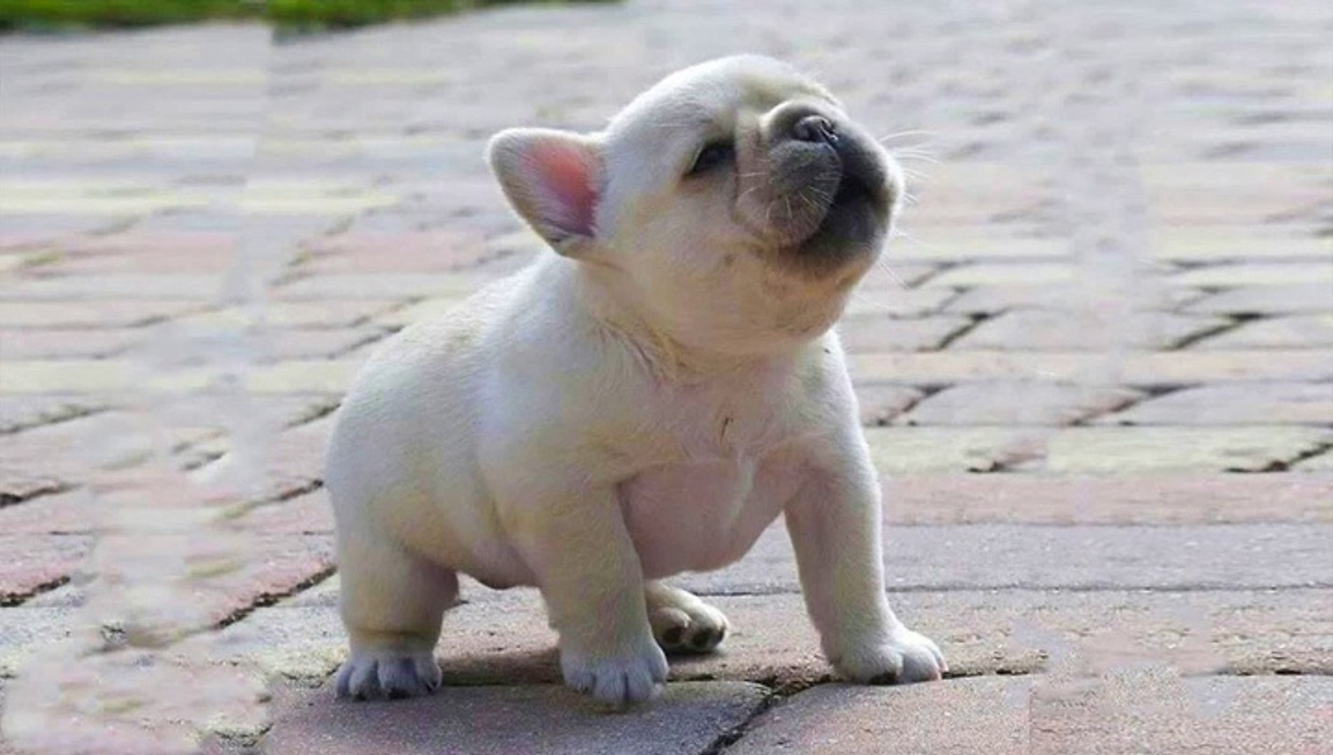 So Cute French Bulldog _ Bulldogs Are Awesome - Funny and Cute ...