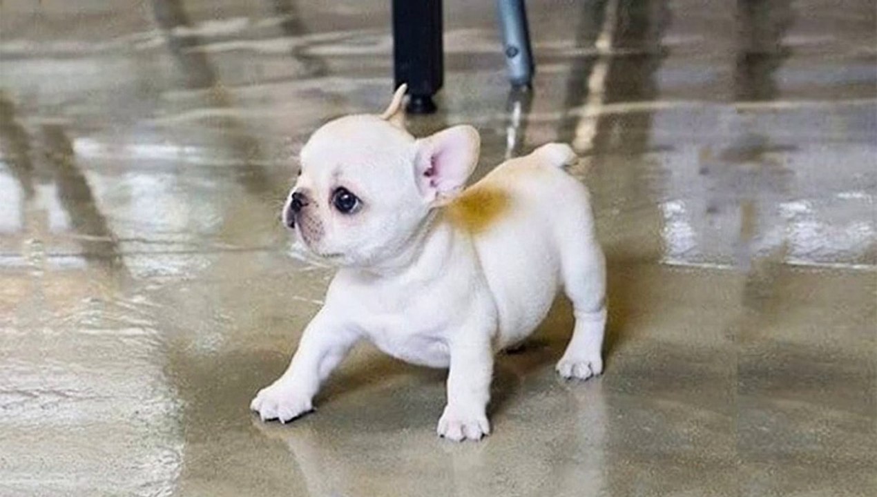 Cute French Bulldog Puppies - Best Funny French Bulldog Puppies Compilation