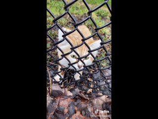 tik toks cat funny #1