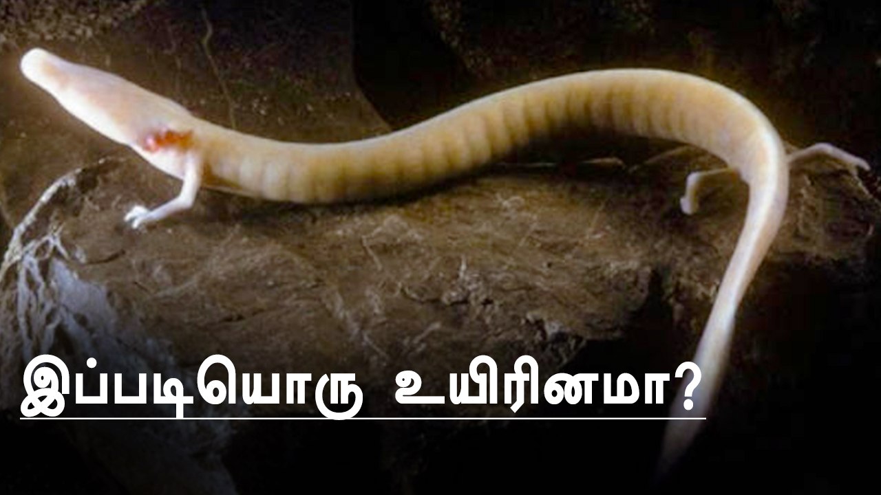 நம்பமுடியாத அரிய வகை 'பேபி டிராகன்கள்'.!..மக்களின் பார்வைக்கு..