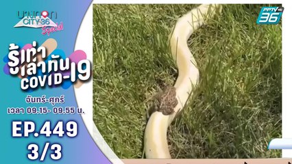 บางกอก City เลขที่ 36 | คลิปน่ารักสัตว์น้อยใหญ่ช่วงโควิด-19 | 15 มิ.ย. 63 (3/3)