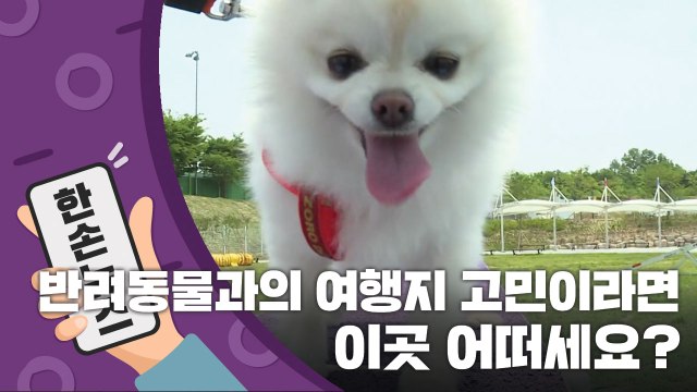 [15초 뉴스] 반려동물과 함께 하고픈 휴가지 고민이라면... / YTN