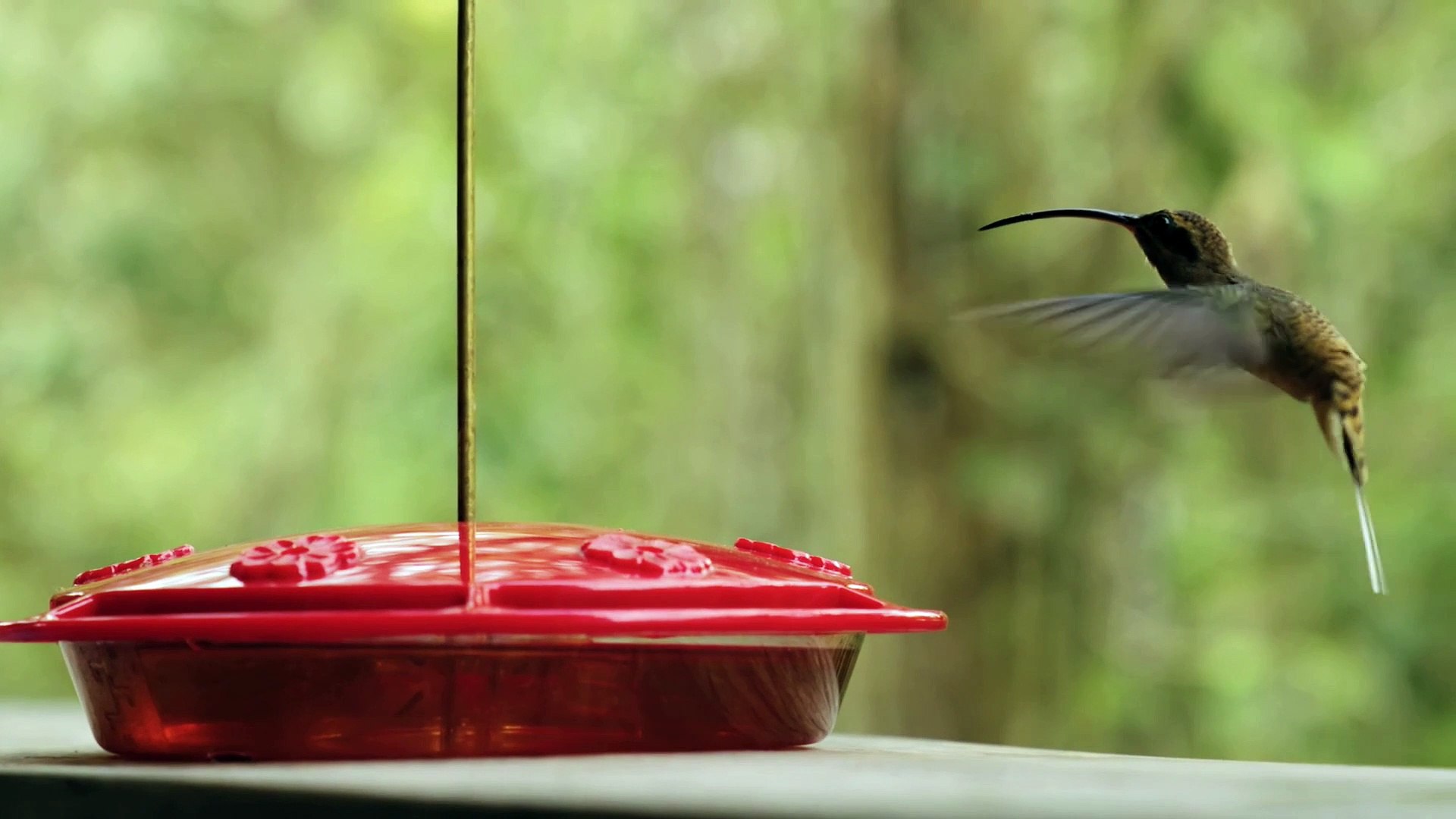 ⁣Amazing instrumental tune with beautiful birds of nature||Cyclamen butterfly||
