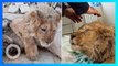 Kaki anak singa dipatahkan demi objek foto turis di Rusia - TomoNews