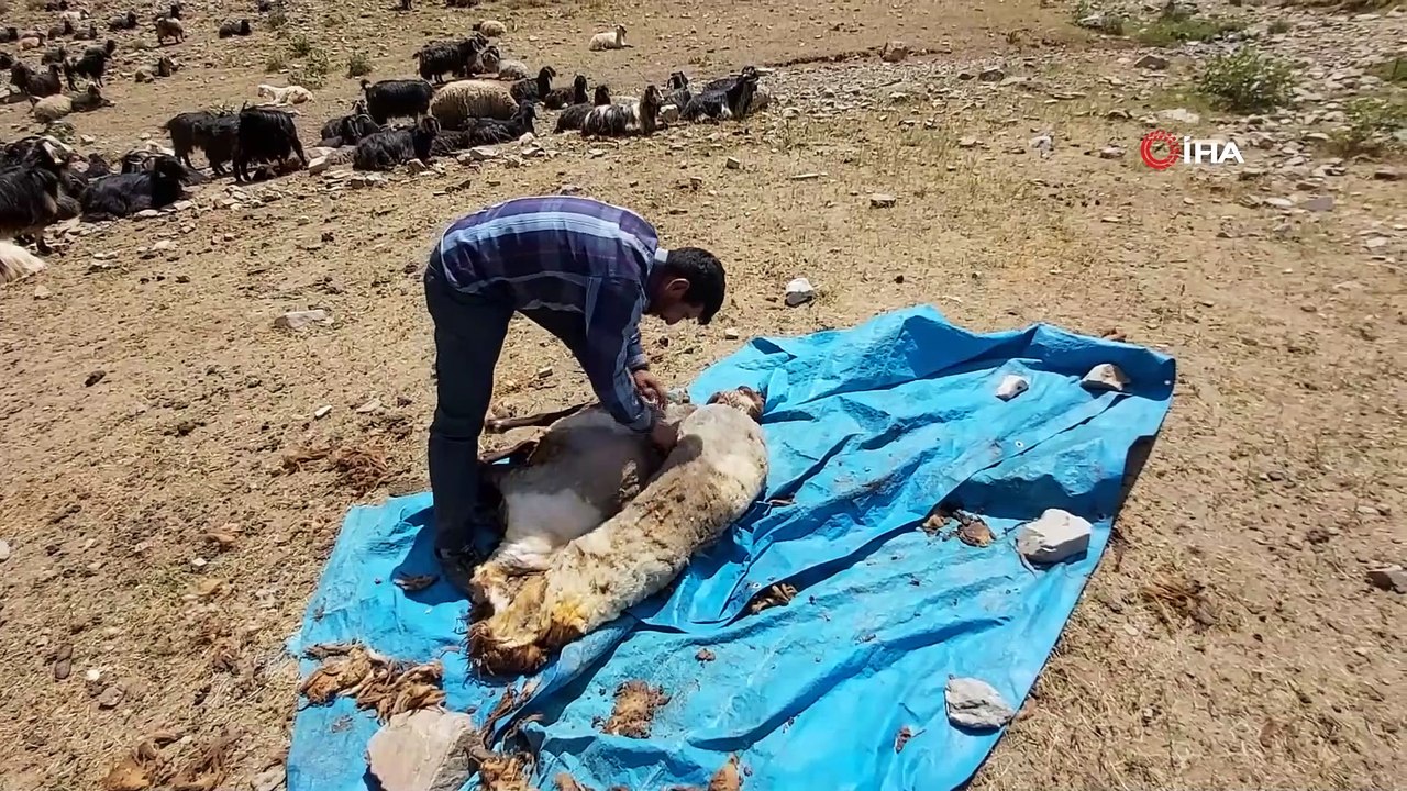 Bitlis’te berivanlar sezonu açtı