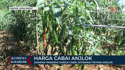 Dampak Pandemi Harga Cabai Anjlok