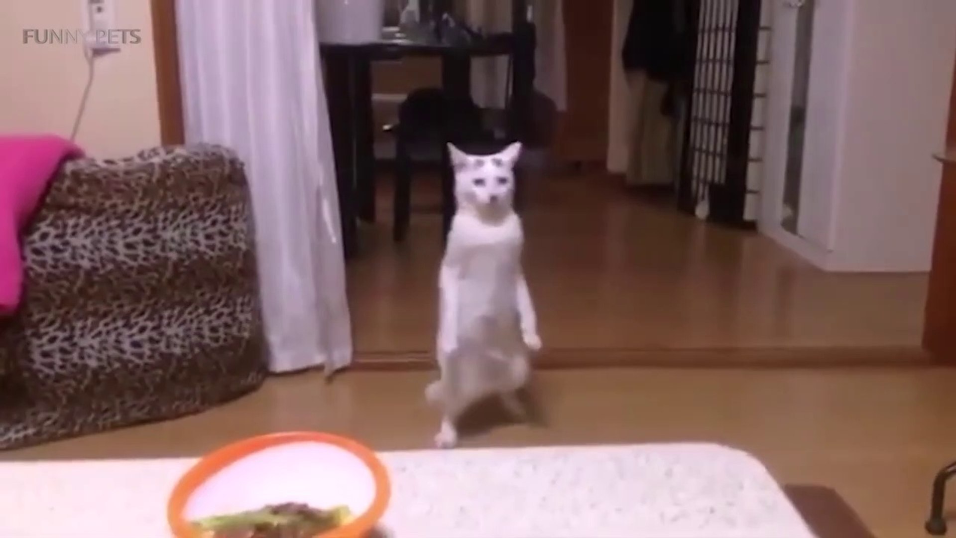 Pets Dancing   Funny Animals Dancing  [Funny Pets]