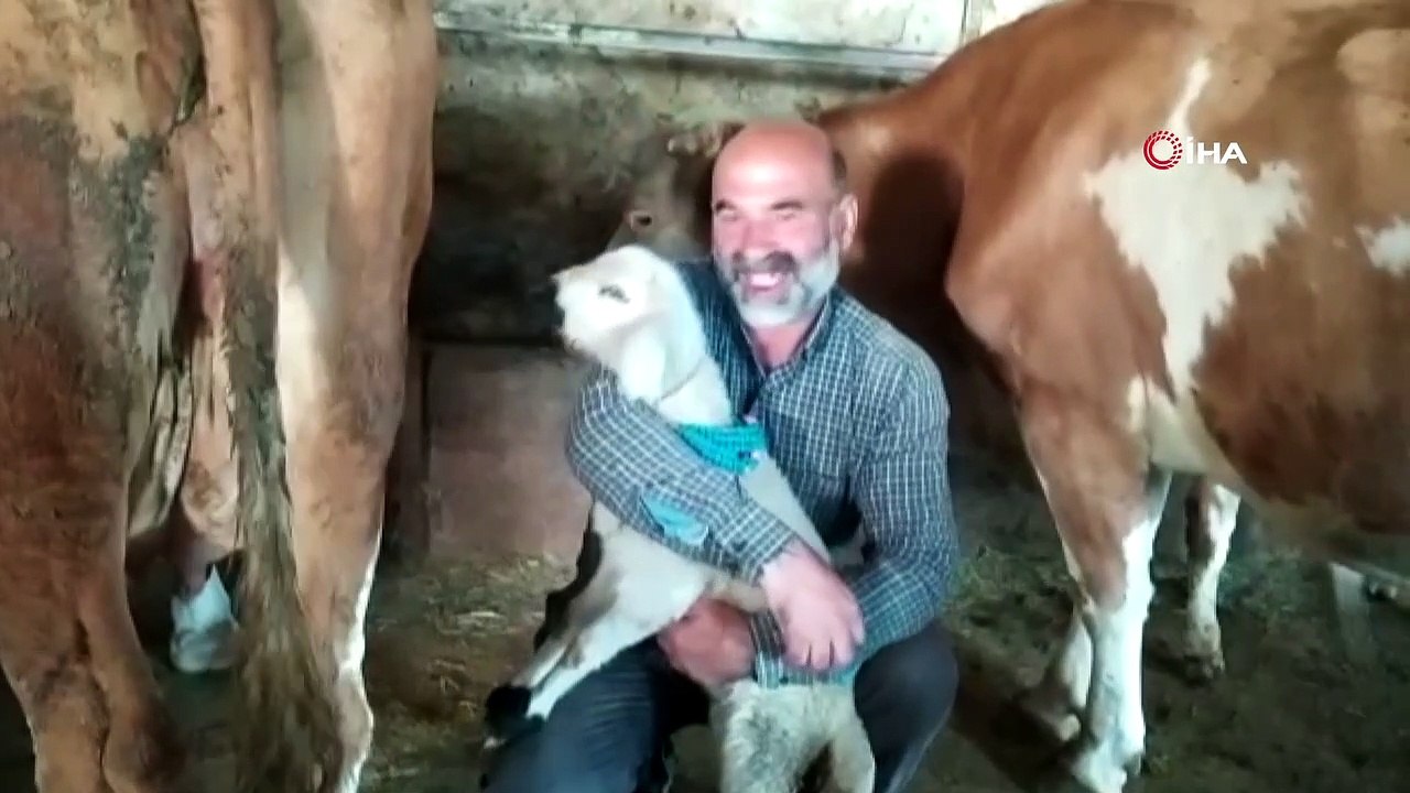 Annesiz kalan kuzuyu inek emzirdi