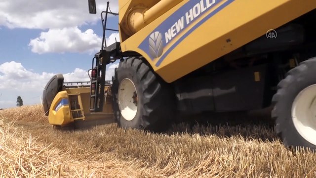 Amik Ovası'nda buğday ekim alanı ve rekoltesi artıyor - HATAY