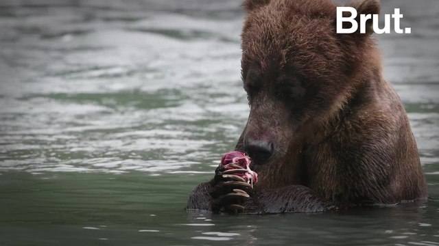 Trump Administration Revives Banned Hunting Techniques