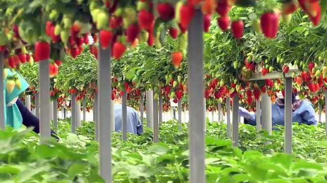Topraksız tarımla çilek rekoltesini dörde katladı - ANTALYA