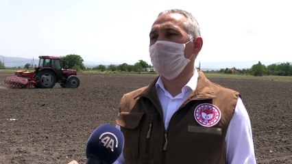 'Kırkağaç kavunu' tohumları toprakla buluştu - MANİSA