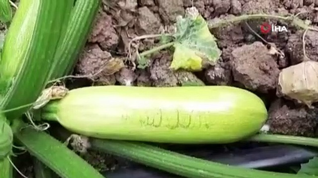 Bursalı çiftçiyi ağlatan görüntü