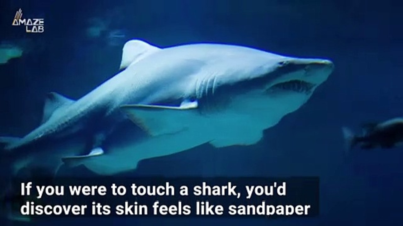 Shark Skin is Made Up of Millions of Microscopic 'Teeth'