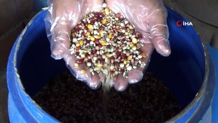 Korona virüs salgınından korunmak için herkes evinde, o ise güvercinlerinin yanında kaldı