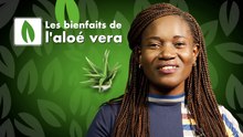 Minute verte - les bienfaits de l'ALOE VERA