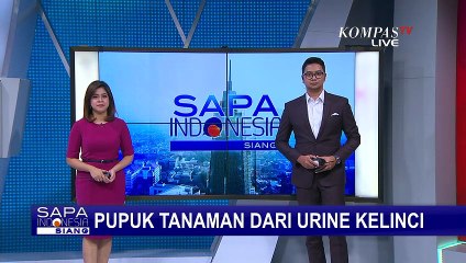 Petani Ini Gunakan Urine Kelinci Sebagai Penggganti Pupuk Cair