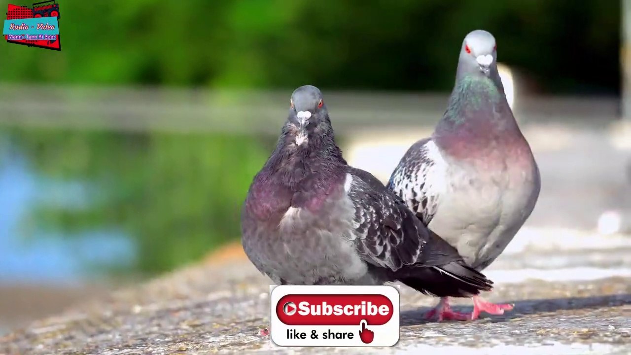Wildlife Videos | Pigeon (कबूतर)
