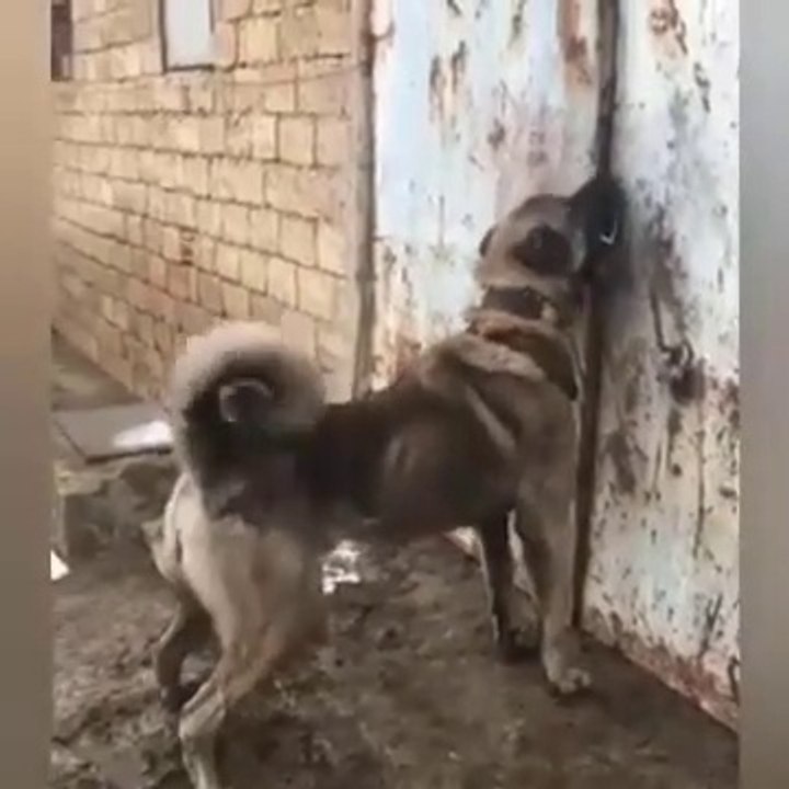 ADAMCI ve SERT ANADOLU COBAN KOPEGi - ANGRY ANATOLiAN SHEPHERD DOG