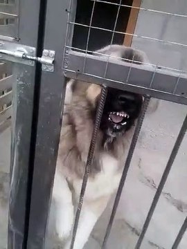 COK SERT ADAMCI KAFKAS COBAN KOPEGi - VERY ANGRY CAUCASiAN SHEPHERD DOG