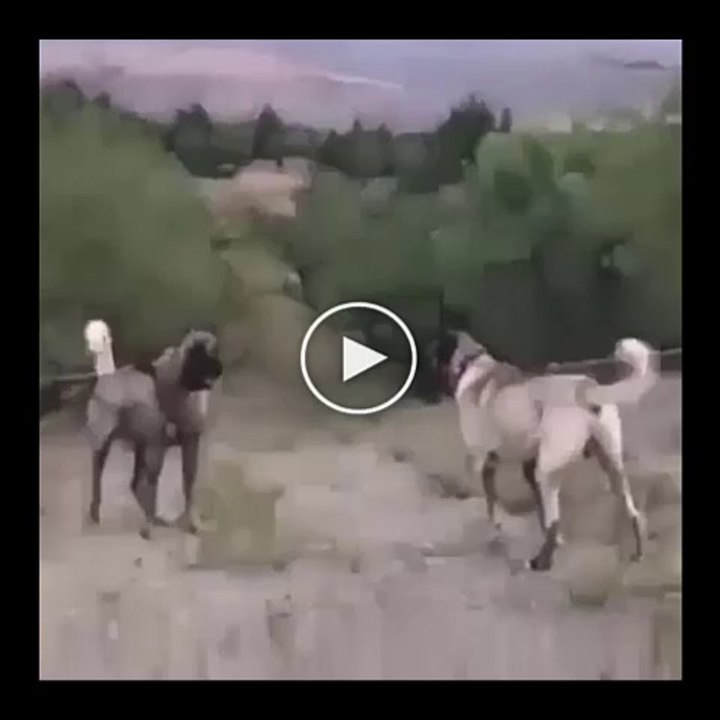 2 DEV ANADOLU COBAN KOPEGi KARSILASMASI - 2 GiANT ANATOLiAN SHEPHERD DOG MATCH