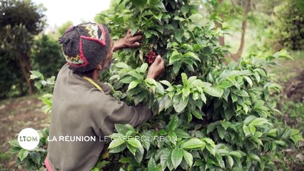 La Réunion : Le café bourbon