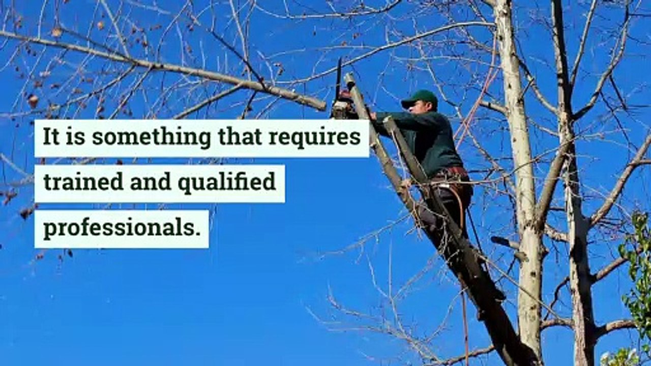 Tree Removal | +61863704951