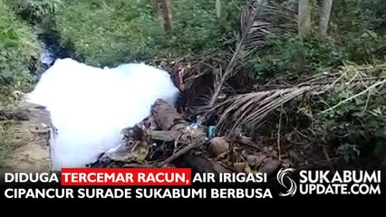 Diduga Tercemar Racun, Air Irigasi Cipancur Surade Sukabumi Berbusa