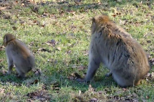 Five little monkeys? No, Monkey life and sea Entertainmen| Top monkey videos| Three monkeys(YES)