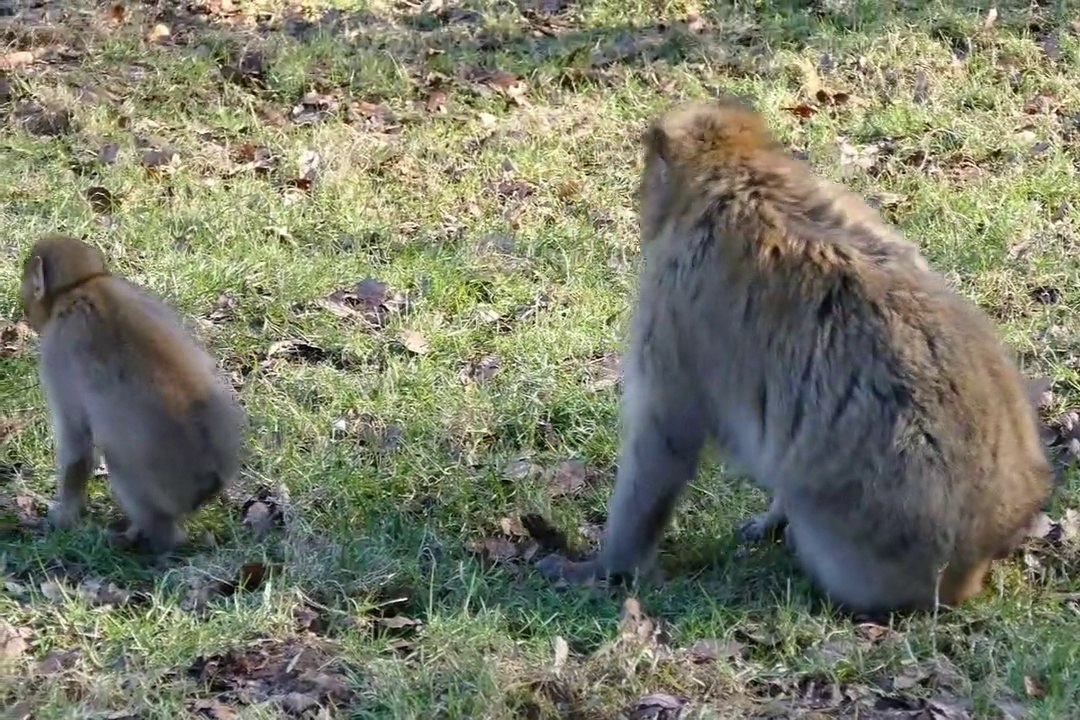 Five little monkeys? No, Monkey life and sea Entertainmen| Top monkey videos| Three monkeys(YES)