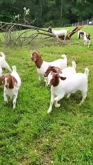 Raccoon Rounds up Tribe of Goats