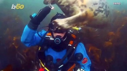 Curious Cute Seal Investigates Diver’s Headgear!
