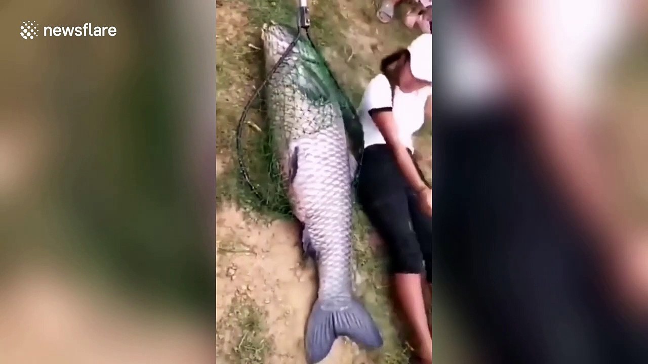 Giant black carp caught in river by Chinese fisherman