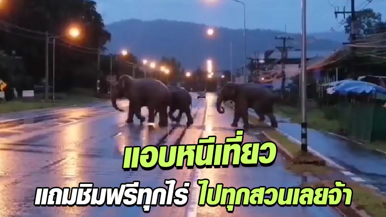 หนีเที่ยว ! จนท. ติดตามช้างป่า 3 ตัว แอบออกจากป...