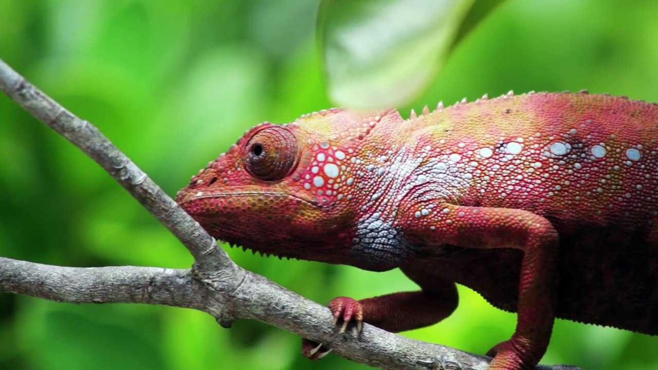 Chameleon Changing Color 1080p.....ALL IN ONE @