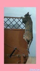 Cute Cat Climbing on a GATE to see higher View...