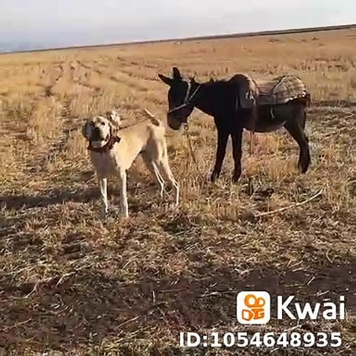 ADAMCI ANADOLU COBAN KOPEGi ve ESEK - ANGRY ANATOLiAN SHEPHERD DOG and MONKEY