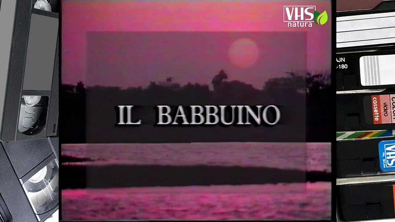IL BABBUINO