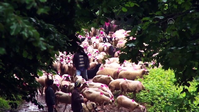 Göçerlerin geleneksel göç yolculuğu Kovid-19 önlemleri altında başladı - SAKARYA