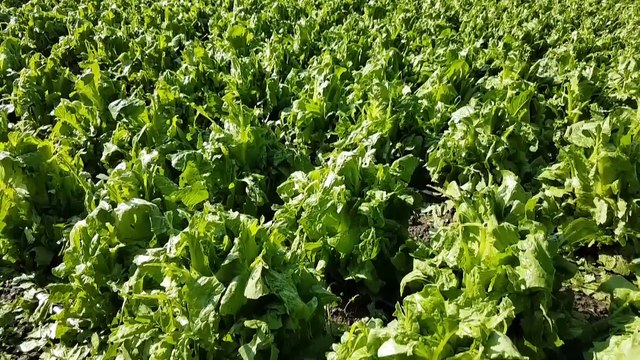 Dolu tarım arazilerine zarar verdi - NİĞDE